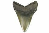 Fossil Megalodon Tooth - South Carolina #125333-1